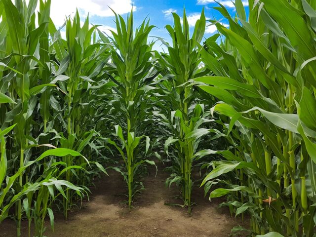 Integrátori tevékenység